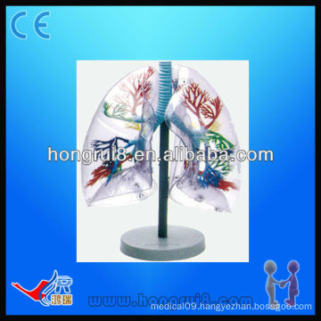 Transparent anatomical human training lung segments model,lung model respiratory system